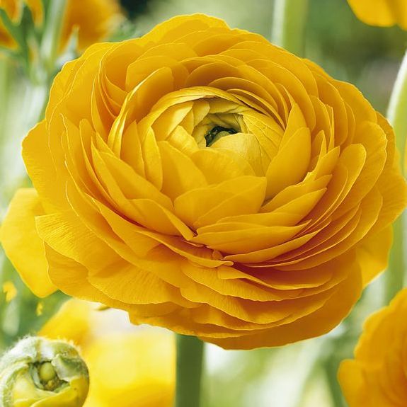 صور ورد اصفر جميل - صور ورد وزهور Rose Flower images
